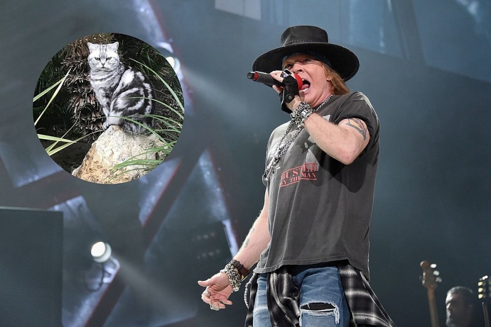 Axl Rose Thanks Fans for Their Support After His Pet Cat Dexter Dies Axl Rose Thanks Fans for Their Support After His Pet Cat Dexter Dies